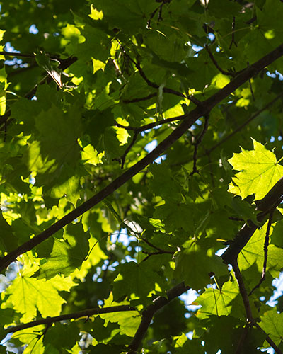 ISA welcomes Plant-for-the-Planet Ghana, first African component organization