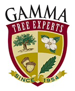 Gamma Tree Experts