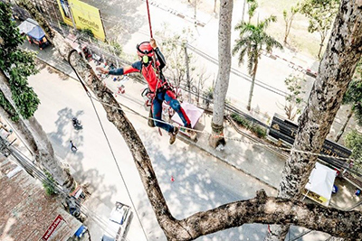 Volunteers pruning historic Dipeterocarpus alatus of Chiangmai