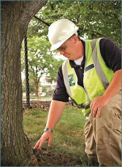 Certified Arborist