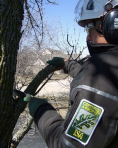 certified arborist